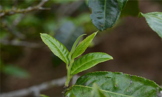 抖音开一家茶叶店需要多少成本-抖云推系统帮您计算开店成本让开店更简便