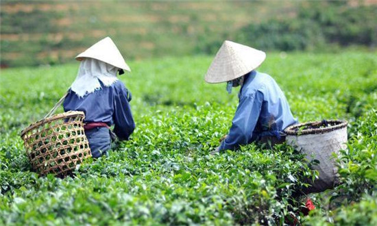 在抖音想开家茶叶店大概需要多少成本-使用抖云推会很详细计算开店成本费用