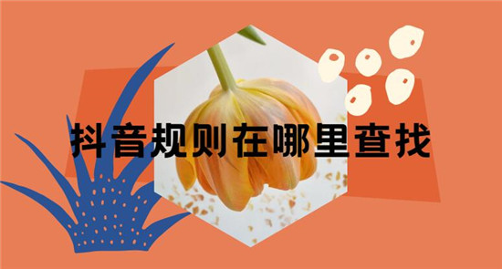 抖音规则在哪里查找